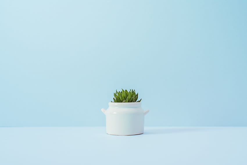 A Succulent In A White Ceramic Pot Against A Blue Wall - Minimalist Succulent - -, 흰색 미니멀리스트 식물 HD 월페이퍼