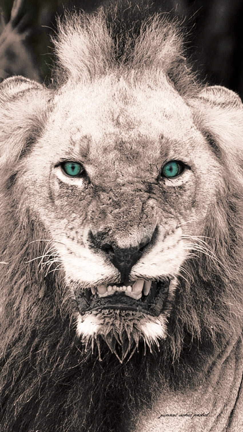 M. t lion, animal, agressif, monstre Fond d'écran de téléphone HD