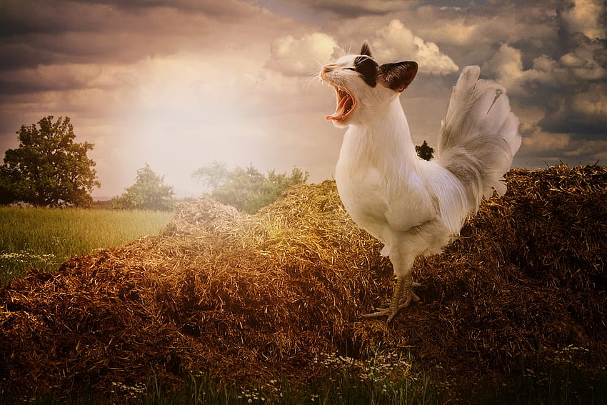 :-), chicken, morning, bird, song, pasare, cat, pisica, creative, fantasy, funny, rooster HD wallpaper