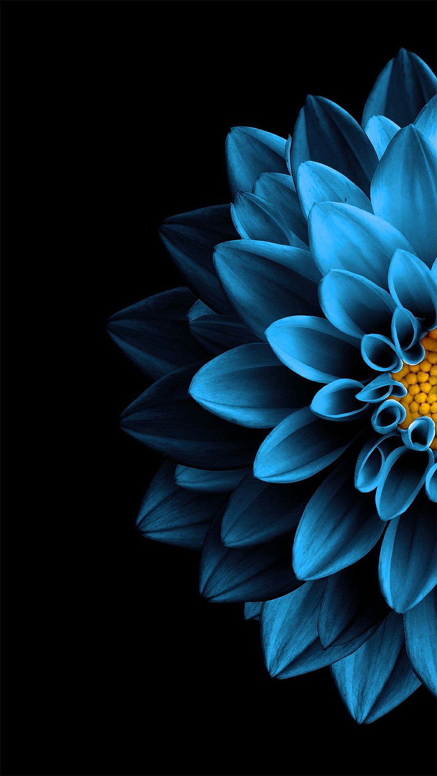 Iphone . Azul, pétala, flor, natureza morta, grafia amarela Papel de parede de celular HD