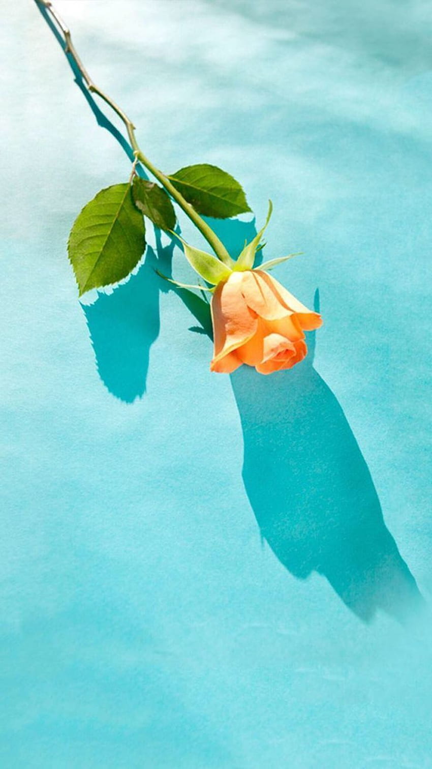 Estética de : tulipán naranja, flor, con hojas verdes, en un azul, verano. Naranja, , estética naranja, verde azulado y naranja fondo de pantalla del teléfono