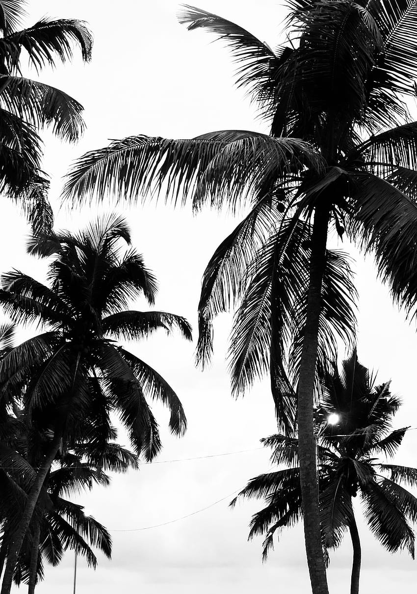 Black And White Tree, Black and White Palm Tree HD phone wallpaper