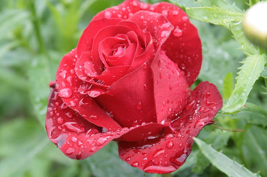 *** 아름다운 장미 ***, roza, natura, piekna, kwiaty HD 월페이퍼