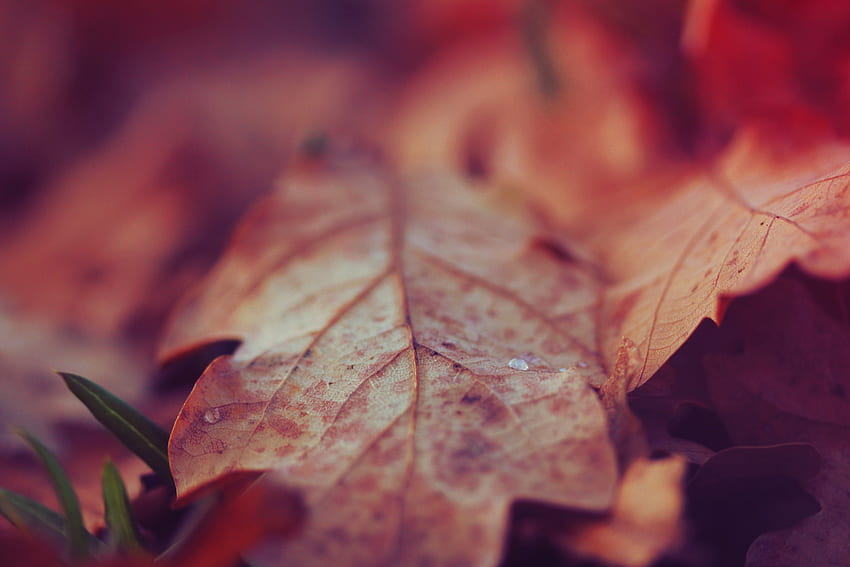 outono, macro, superfície, folha, folha, seco papel de parede HD