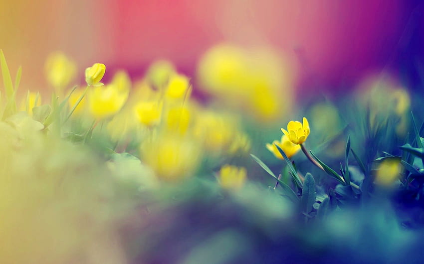 Flowers, Grass, Macro, Shine, Light, Stains, Spots, Greased, Smeared HD wallpaper