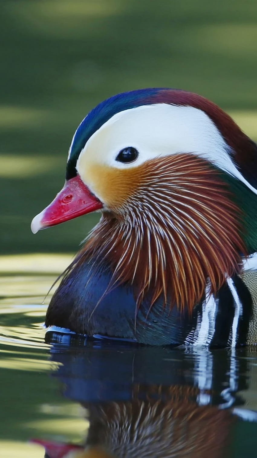 Mandarin Duck In Water IPhone 8 7 6 6S , Background HD phone wallpaper