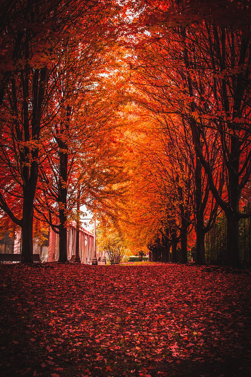 naturaleza, árboles, otoño, parque, follaje fondo de pantalla del teléfono