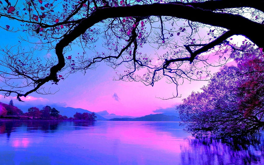 Purple Trees, Purple Forest HD wallpaper