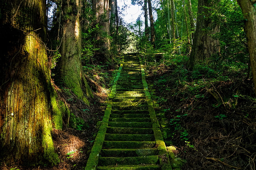 Япония, природа, дървета, стълба, стълби, мъх HD тапет