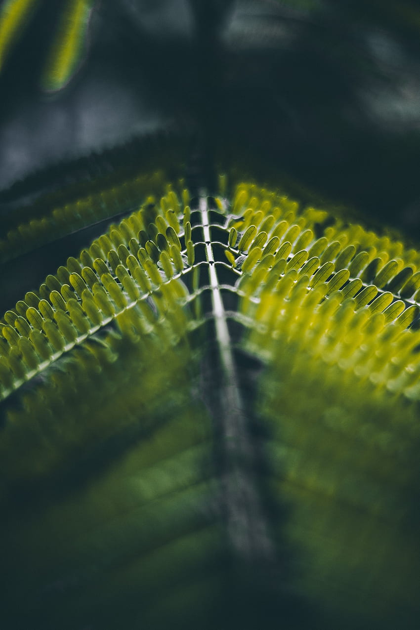 Tree branch, green leaves, close up, blur HD phone wallpaper