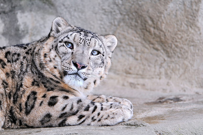 Animales, leopardo de las nieves, hocico, manchado, manchado, vista, opinión fondo de pantalla