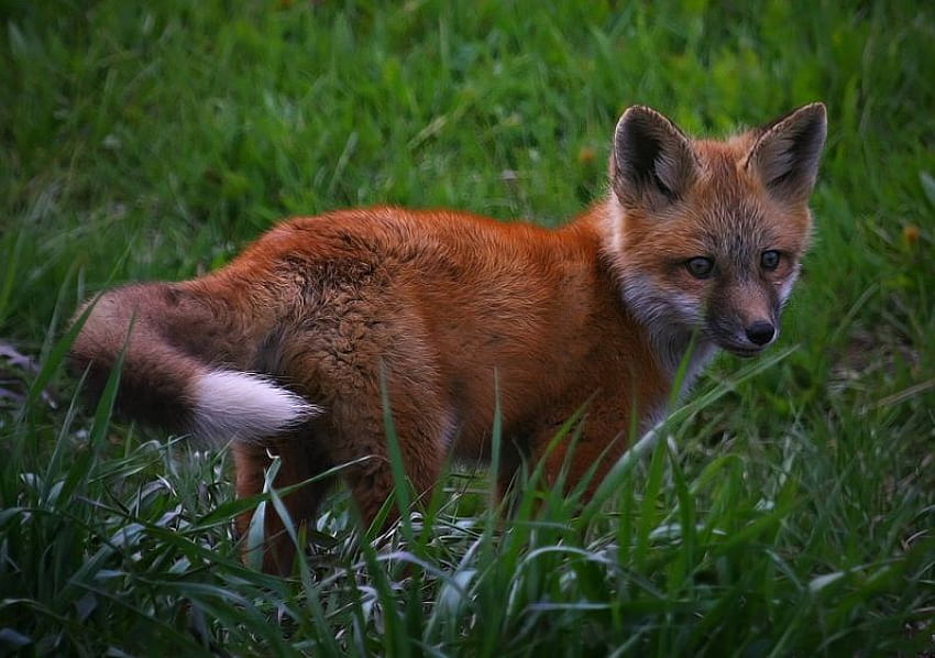 RED FOX KIT, baby, cute, wild, fox HD wallpaper