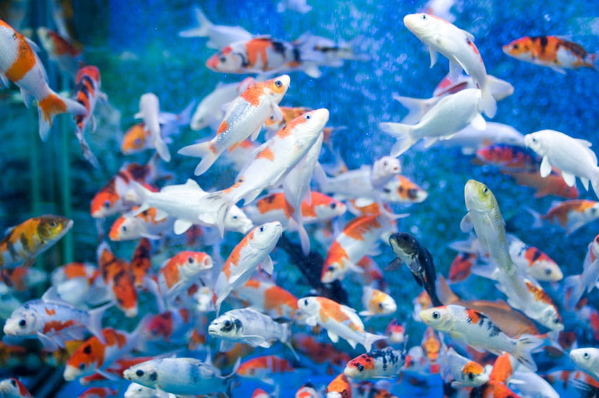 Beautiful Animated Aquarium For Android, Animated Koi Fish HD wallpaper