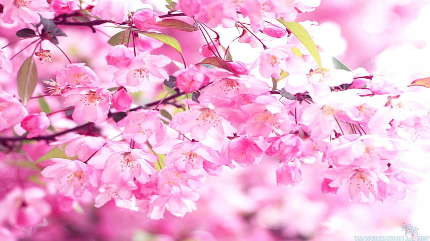 Splendid Pink Cherry Blossom Bright Pink Cherry Blossom, Sakura Flower HD wallpaper