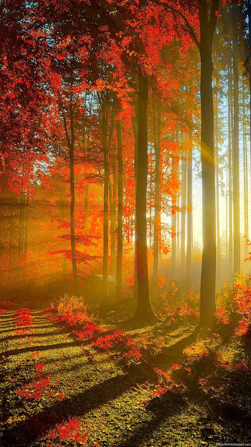 Red Forest Natur [] für Ihr , Handy & Tablet. Entdecken Sie Vertikal. 2160 X 1440 , , LG G3 , Vertikaler Wald HD-Handy-Hintergrundbild