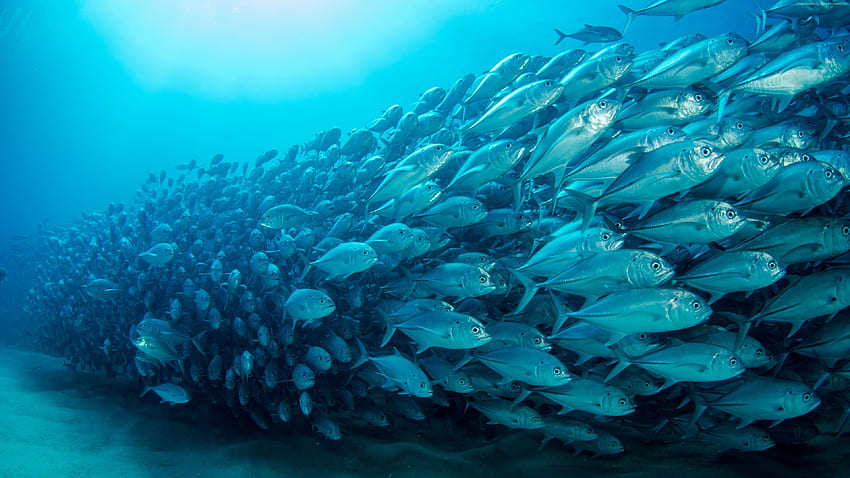 fish, underwater, diving, sea, ocean, , Animals - High Resolution HD wallpaper