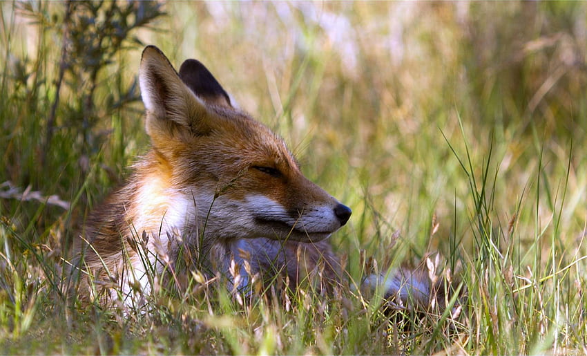 Animals, Grass, Fox, To Lie Down, Lie HD wallpaper