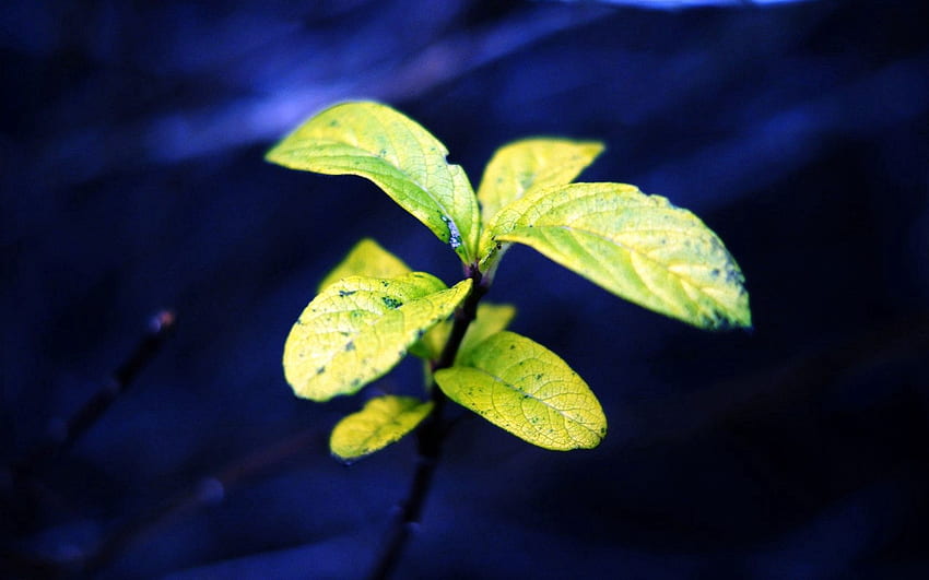Natur, Blätter, Pflanze, Makro, Grüns, blauer Hintergrund, Flugblätter HD-Hintergrundbild