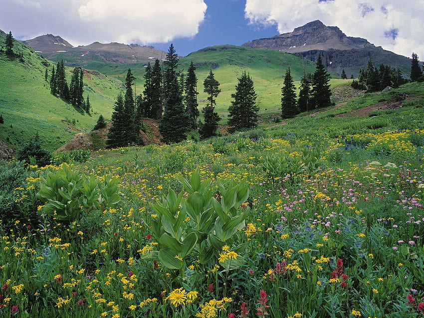 Natura, fiori, alberi, erba, verdi, prato, pendii, Colorado Sfondo HD