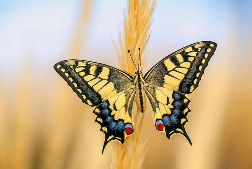 Жълта пеперуда, лято, пеперуда, поле, жълто HD тапет