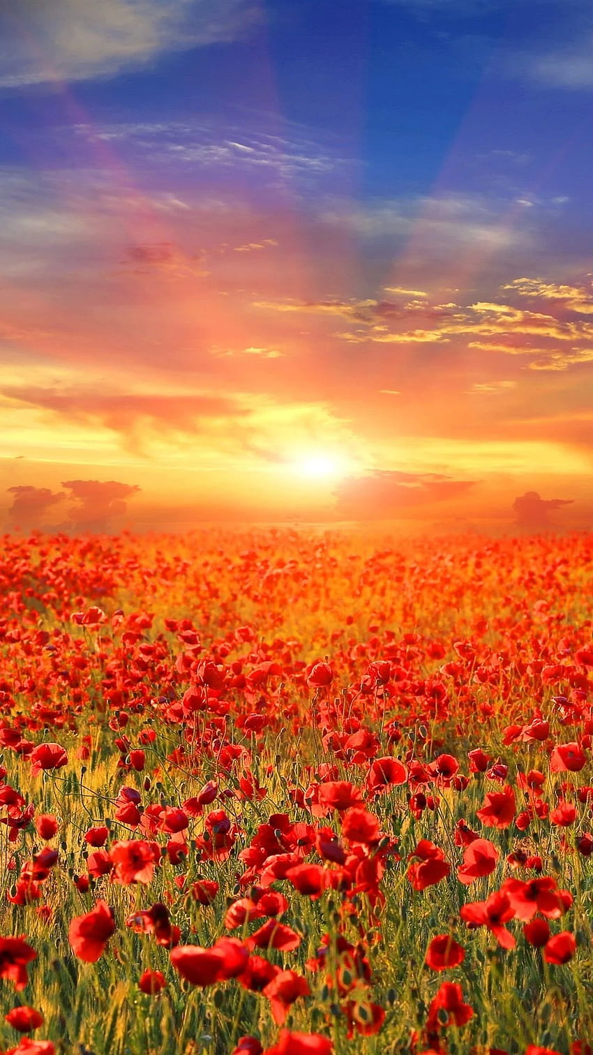 Campo de flores de papoula vermelha, nascer do sol IPhone 8 7 6 6S Plus, plano de fundo Papel de parede de celular HD