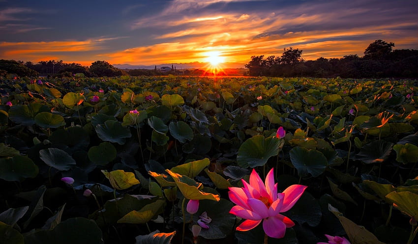 Sonnenaufgang, Erde, Grafik, Himmel, Natur, Blumen, Blätter, Sonne, Lotus HD-Hintergrundbild
