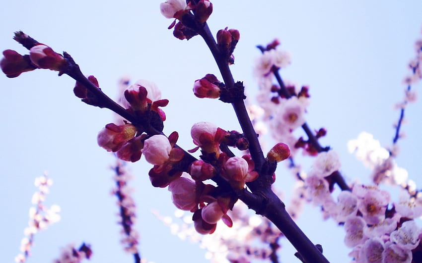 ฤดูใบไม้ผลิ สาขา ชมพู ขาว ดอกไม้ เชอร์รี่บาน วอลล์เปเปอร์ HD
