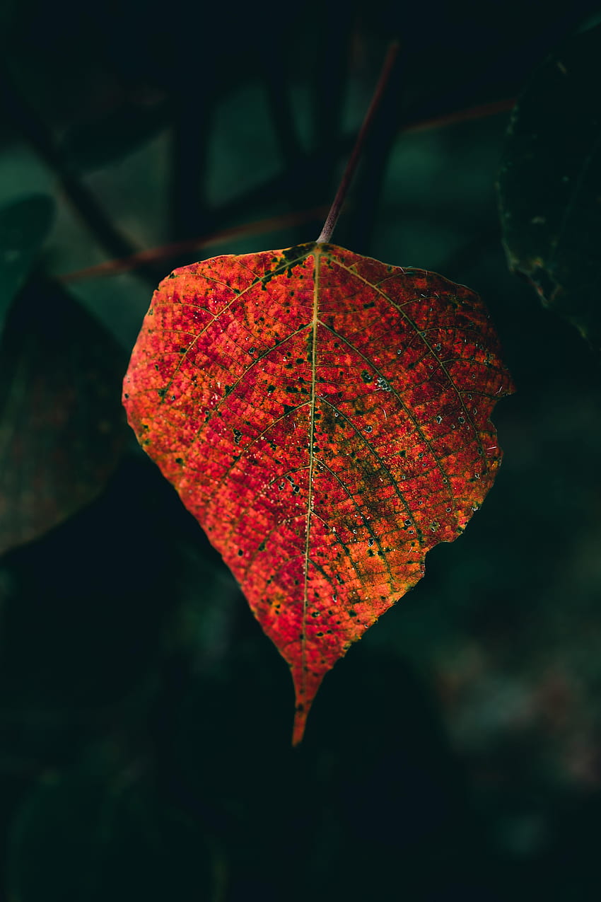 Autumn, Macro, Sheet, Leaf, Veins HD phone wallpaper