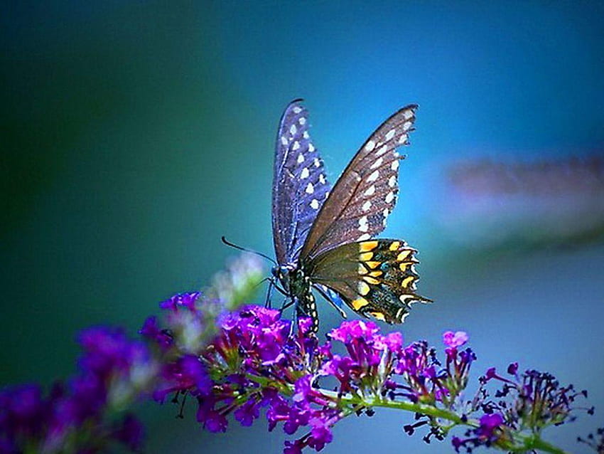 Roses Butterfly, Blue and Purple Flowers and Butterfly HD wallpaper