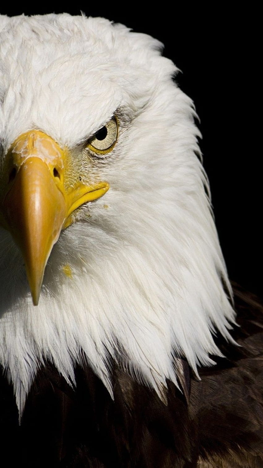 mejor lobo y águila. Águilas calvas, Aves, American Eagle fondo de pantalla del teléfono