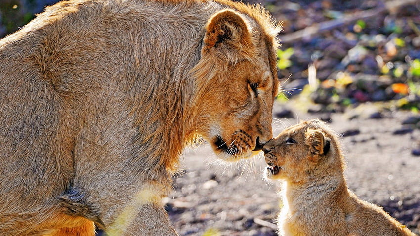 Animals, Lion, Care, Tenderness, Lion Cub, Big Cats HD wallpaper