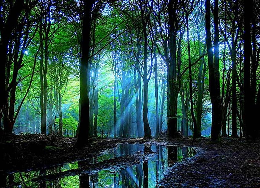 Bosque anochecer, niebla azul, rayos, luz del sol, árboles, árboles verdes, anochecer fondo de pantalla