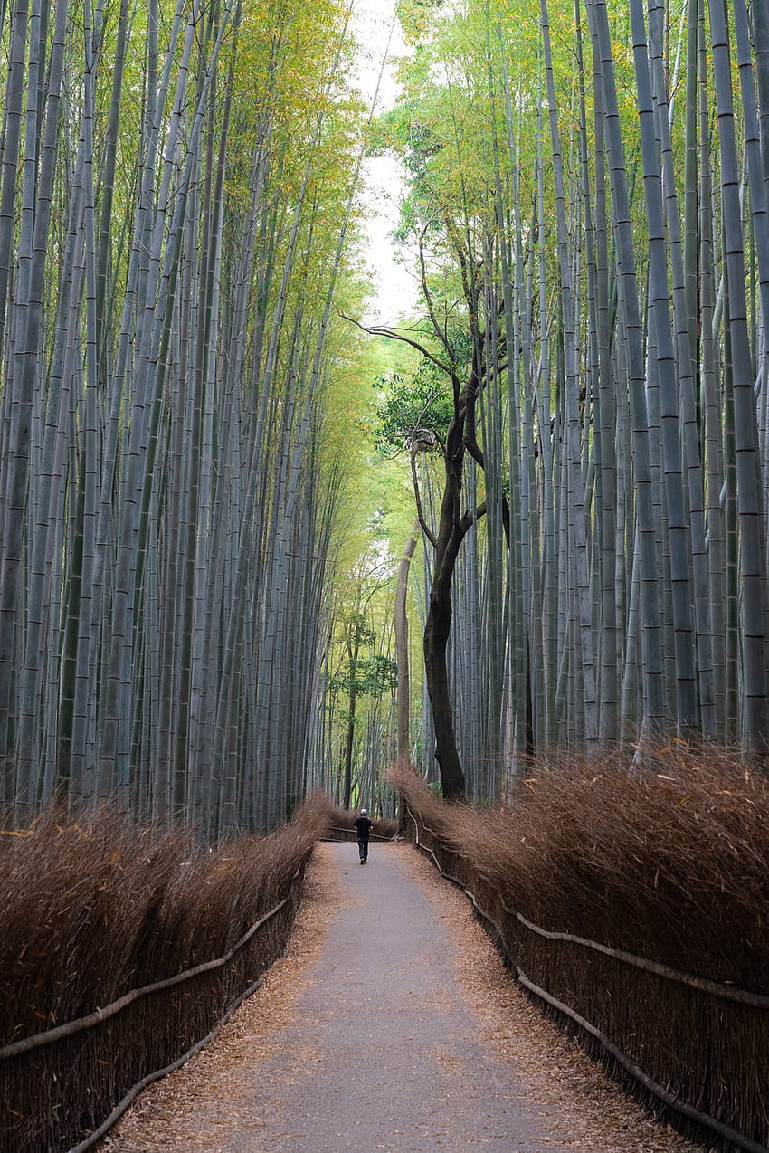 Бамбукова гора Арашияма, Киото, Япония. на Unsplash HD тапет за телефон