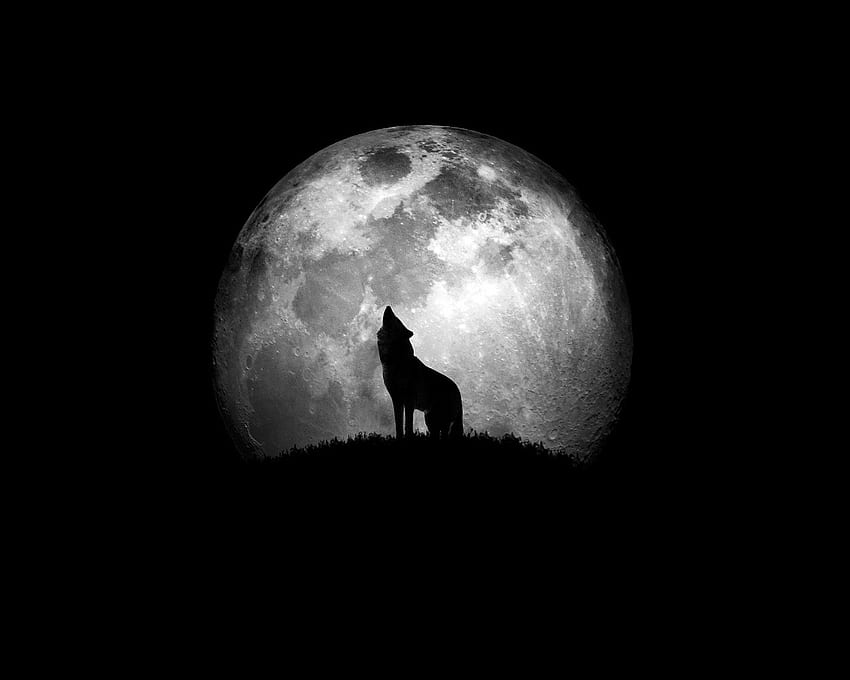Вълк, нощ, вой, бяло, черно, луна HD тапет