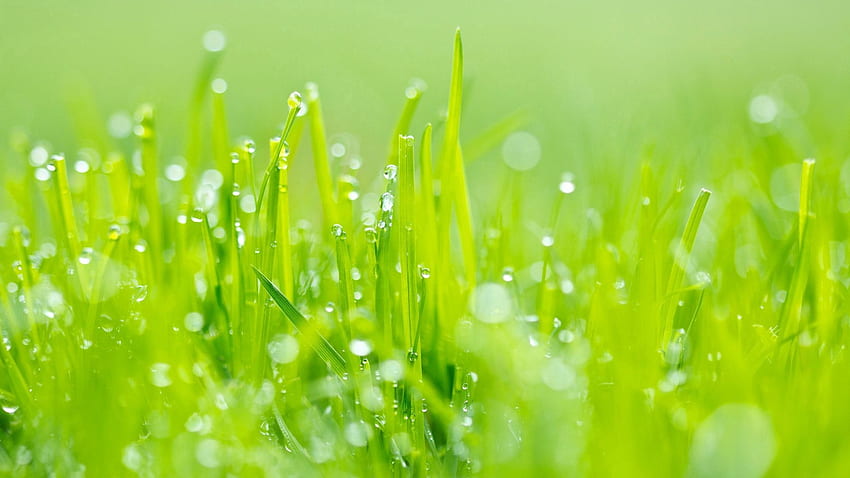 grass, dew, green, light full HD wallpaper