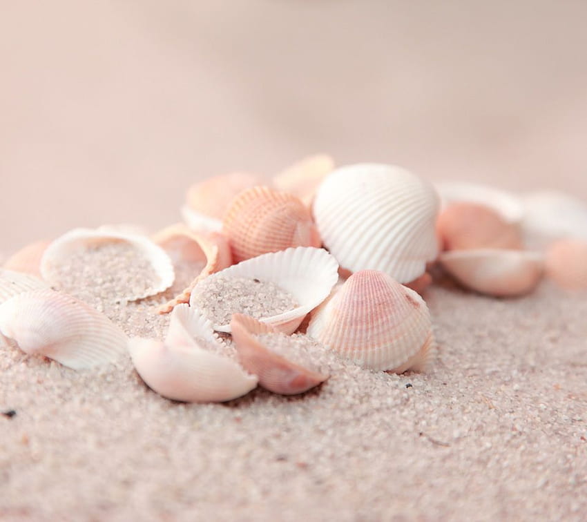 Premium Photo  Sea shell texture background colorful seashell pattern sea  shells on sand abstract generative ai illustration