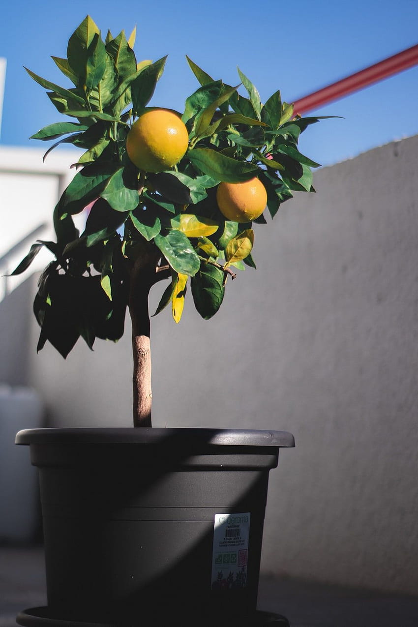 Pohon lemon [] wallpaper ponsel HD