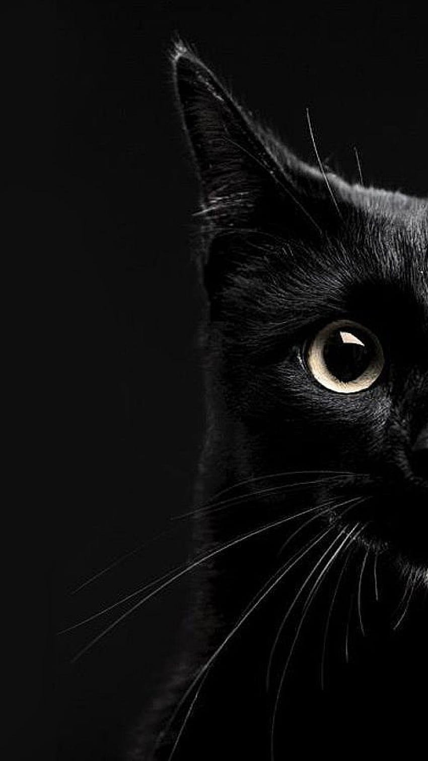 Черна котка за мобилен телефон HD тапет за телефон