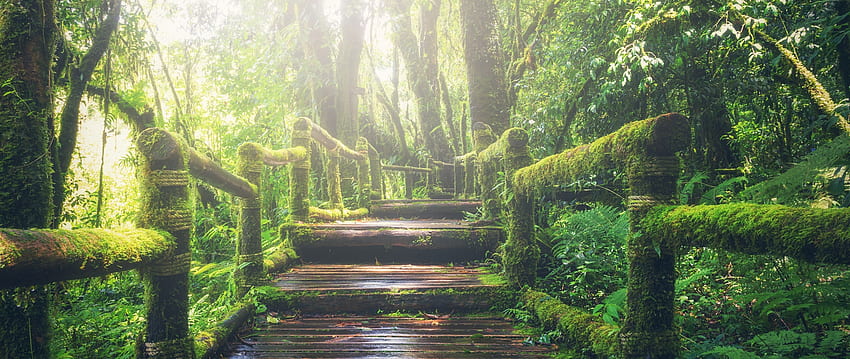 yağmur ormanı , ahşap köprü, gün ışığı, patika, yeşil, orman, doğa HD duvar kağıdı