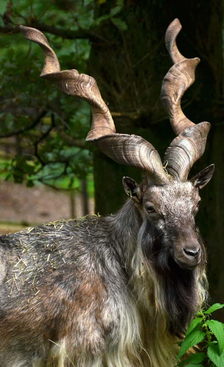 Fascinating Facts about the Markhor (National Animal of Pakistan) HD phone wallpaper