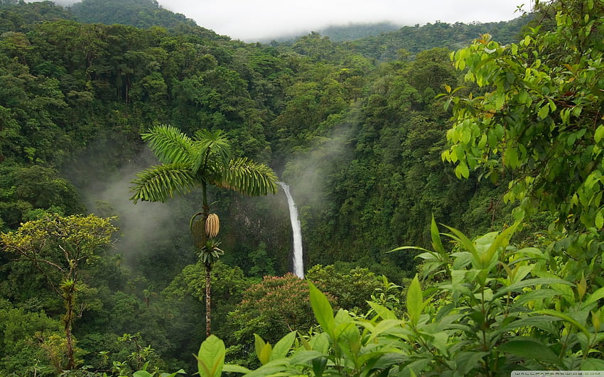 Rainforest Ultra HD wallpaper