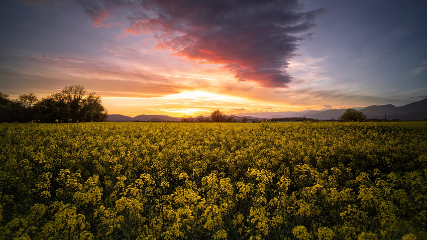 Gelbe Rapsblumen Pflanzen Feld unter weißen Wolken blauer Himmel bei Sonnenuntergang Natur HD-Hintergrundbild