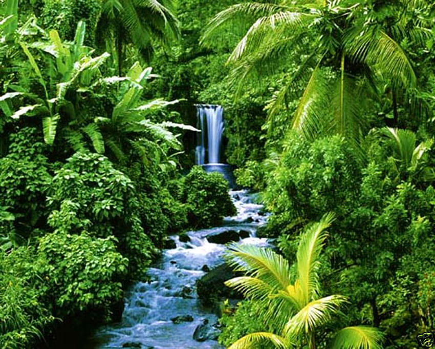 Waterfall, trees, nature, ferns HD wallpaper
