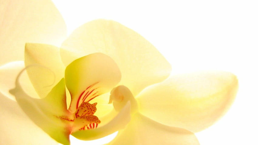 Day Spa specialising in massage, facials, nails in Melbourne CBD, Spa Orchids HD wallpaper