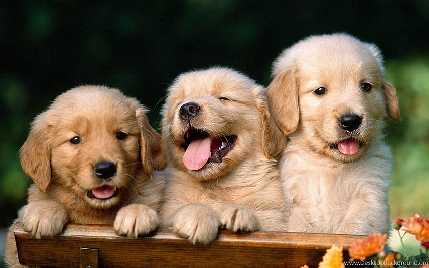 of dogs and Background, Puppies Laptop HD wallpaper