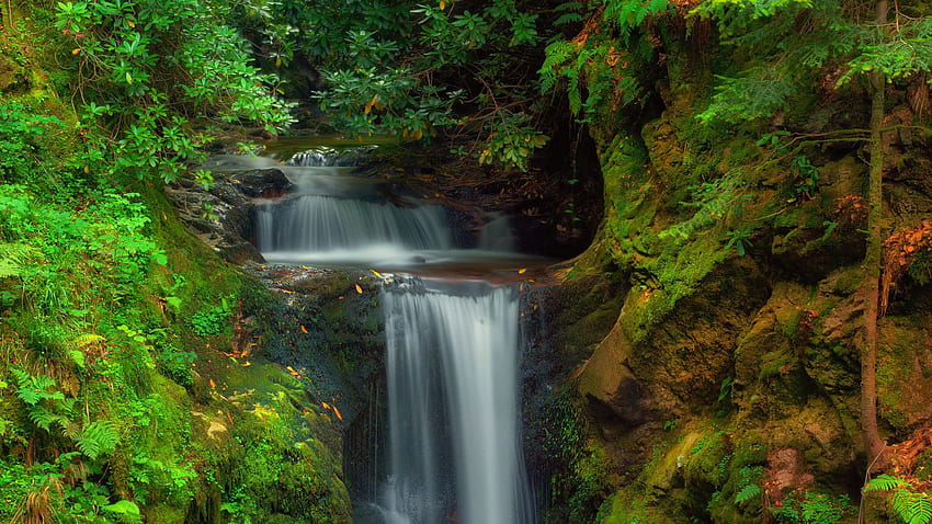 Piękna przyroda Wodospad Strumień Kamienna Skała Między Zielonymi Drzewami Krzaki Algi Las Tło Natura Tapeta HD