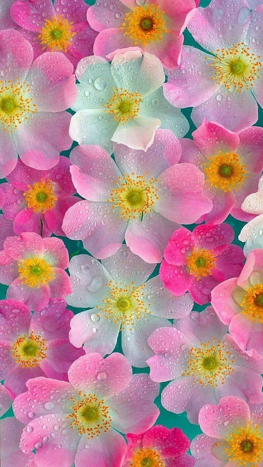 Pink Neon Flowers by zzzhelle - 48. 네온 꽃, 핑크 꽃, 꽃, 네온 핑크 꽃 HD 전화 배경 화면