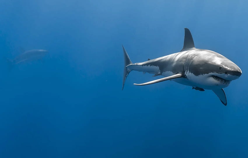 mare, oceano, profondità, coppia, squali, grande squalo bianco per , sezione животные Sfondo HD