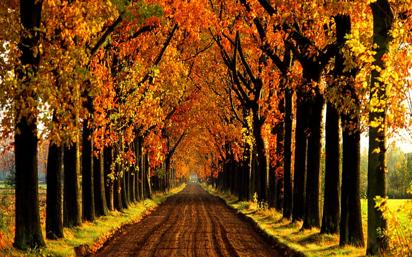 AUTUMN LANE, 차선, 가을, 네덜란드, 골목, 늘어선, 나무 HD 월페이퍼