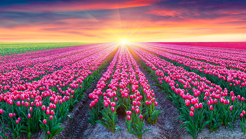 tulipano Colore rosa Campi fiore alba Sfondo HD